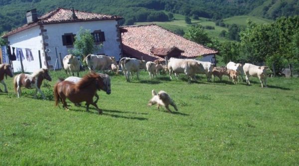 Erratzu Summer English Camp (4)