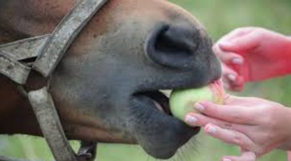 Experiencia educativa con caballos para escolares en la Comunidad de Madrid (4)