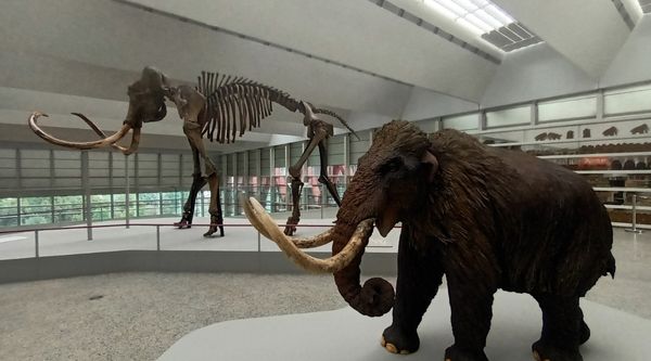 Visita escolar al museo de la evolución humana en Burgos 
