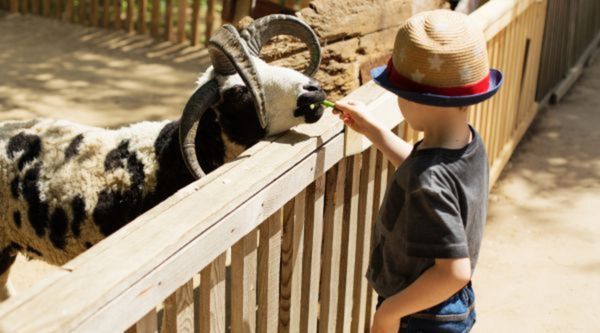 Excursiones para Infantil y Primaria en Toledo